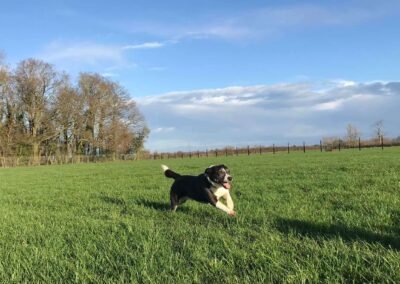 Dog happily running in large secure field - Harrington Dog Field