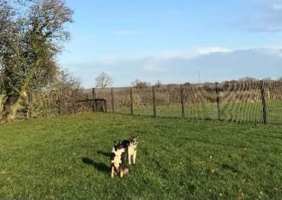 Two dogs from same owner in large secure field - Harrington Dog Field